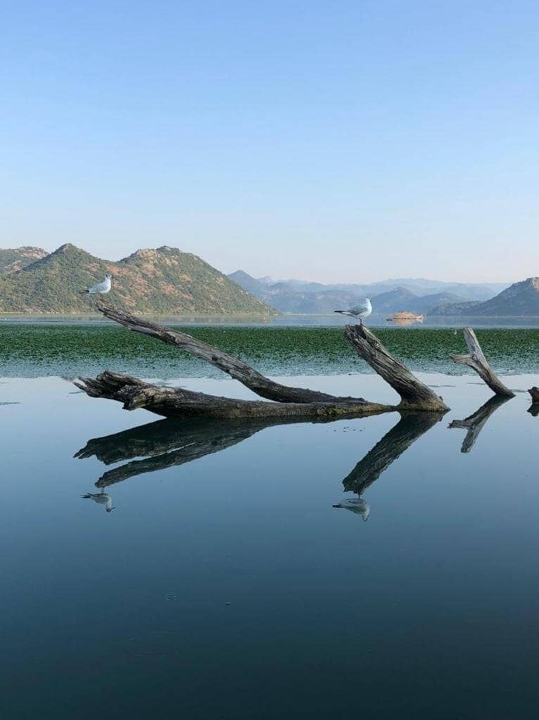 Birdwatching at Sunrise