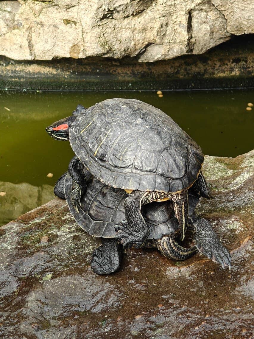 Unexpected Wildlife Encounters