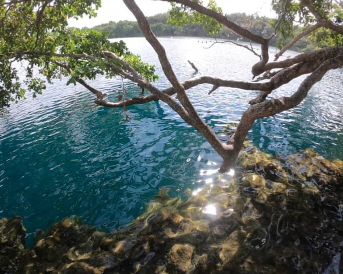 Lush Jungle Surroundings