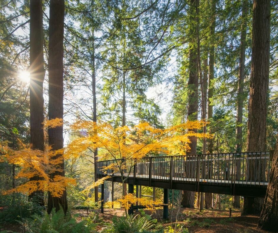 Aerial tree walk on an autumn day.