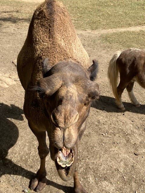 Christmas Lights Extravaganza