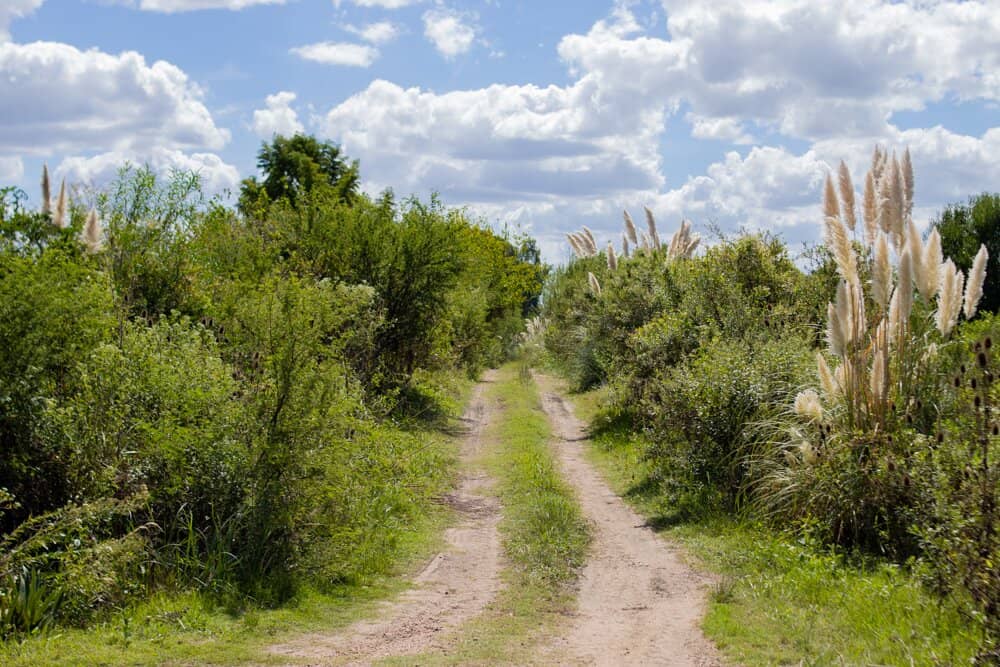 Community Park & Trails