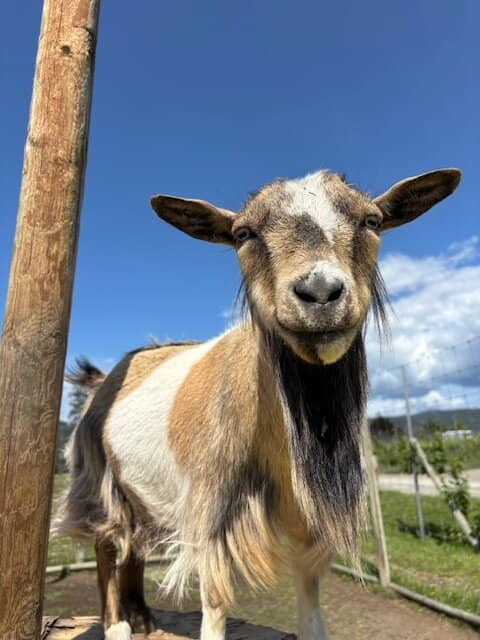 Picturesque Picnic Area