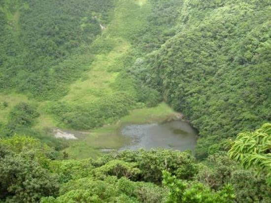 Lush Rainforest Trails