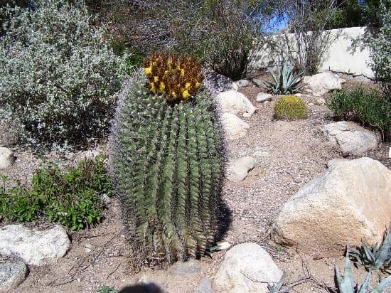 Desert Botanical Gardens