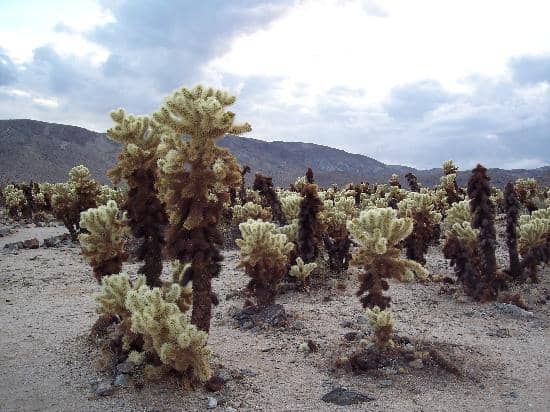 Teddy Bear Cholla Spines