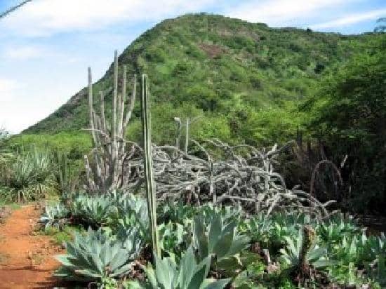 Cactus and Succulent Garden