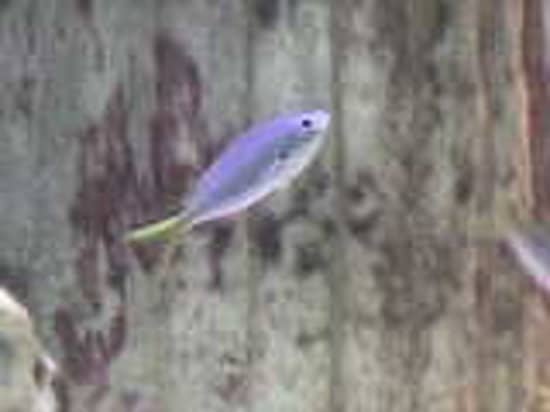 Underwater Tunnel Experience