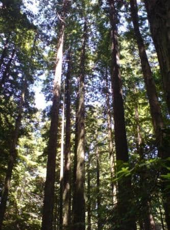 Mountain Biking Jump Lines