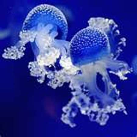 Touch Tanks