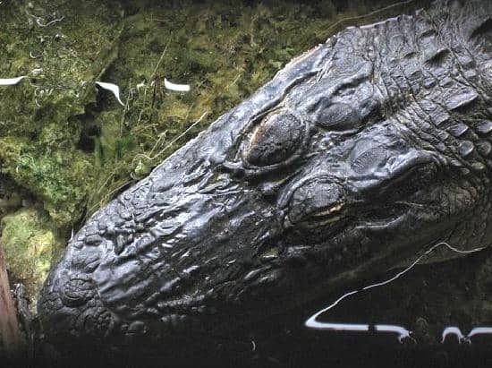 The Blue Hole Observation Platform