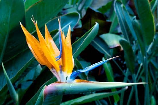 Victorian Glasshouse