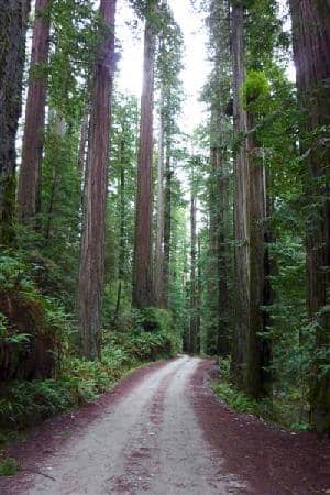Stout Memorial Grove