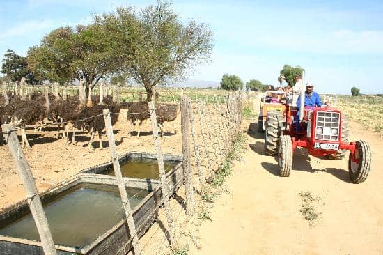 Feeding the Ostriches
