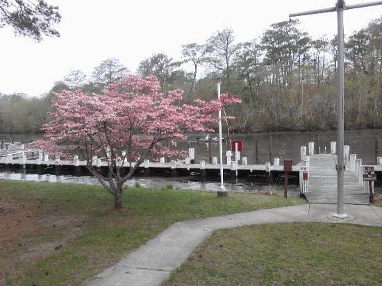 Pocomoke River Kayaking
