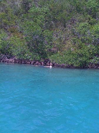 Snorkeling in Clear Waters