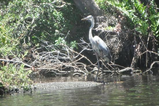 Wildlife Encounters