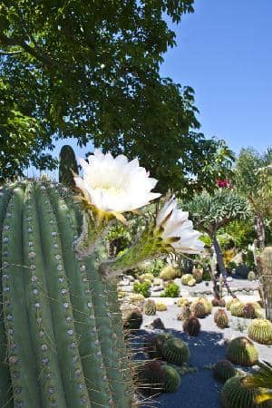 Free-Roaming Peacocks