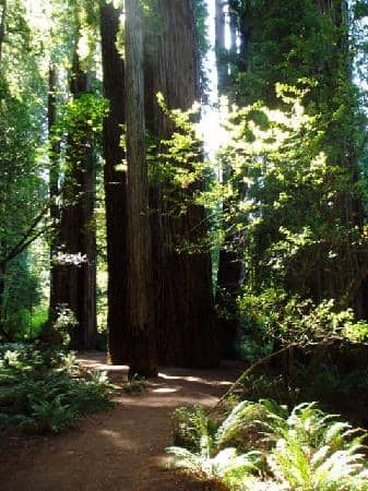 Jedediah Smith Redwoods State Park