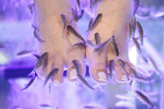 The Fish Spa Experience