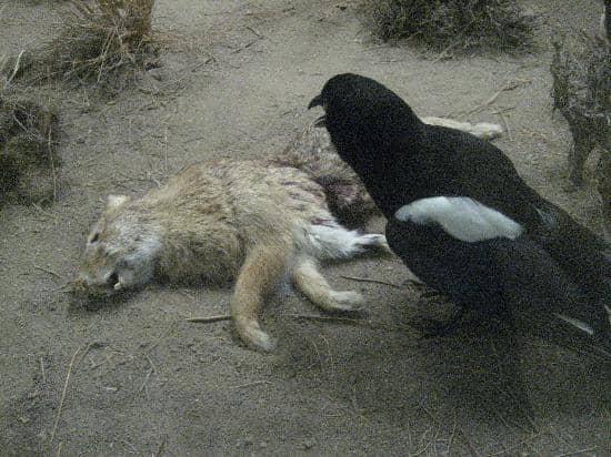 Historic Taxidermy