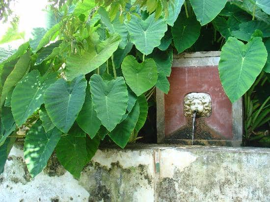 Medicinal Plant Exhibition