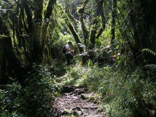 Andean Forest Ecosystem