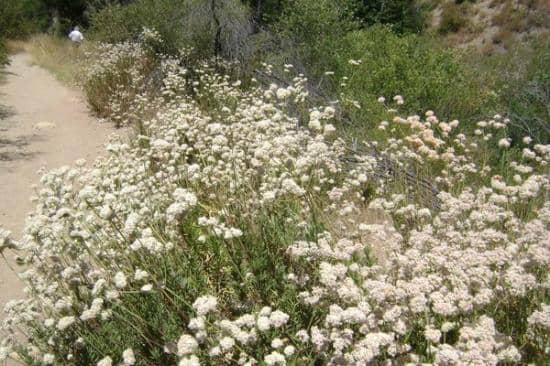 Historic Walker Cabin