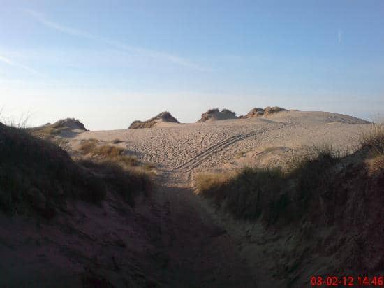 Red Squirrel Woodland