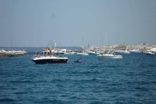 Audouin's Gull Nesting Site