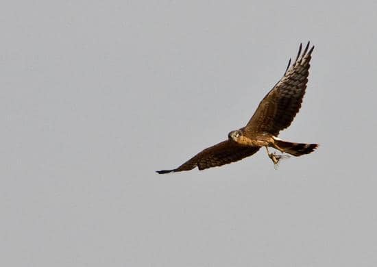 Harrier Roosting Site