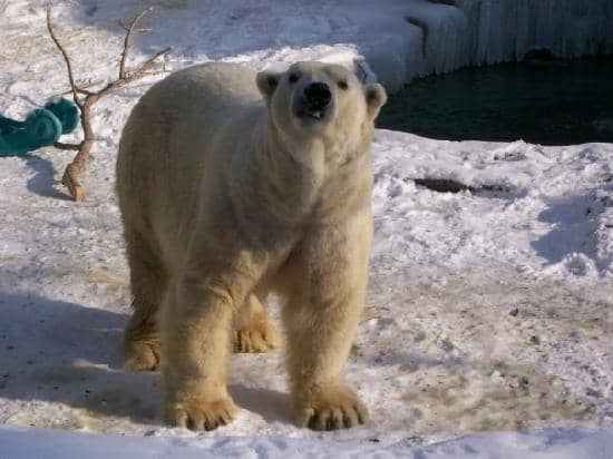 Zoomagination Lantern Festival