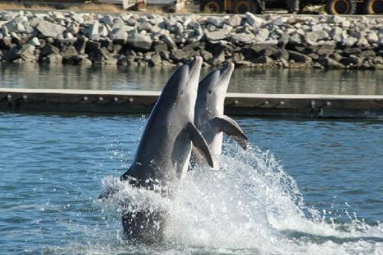 Royal Swim Encounter