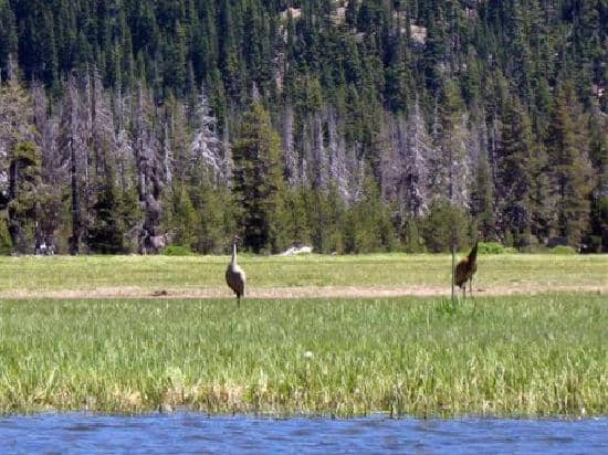 Mirror-Like Reflections