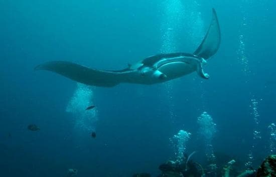 Manta Point Nusa Penida