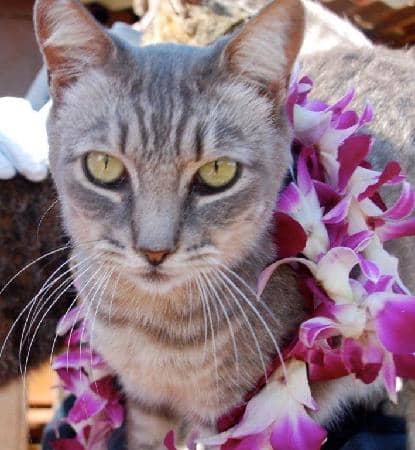 Meet Hundreds of Friendly Felines