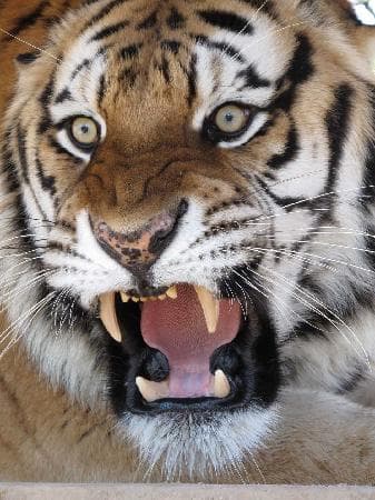 Java, Siberian tiger