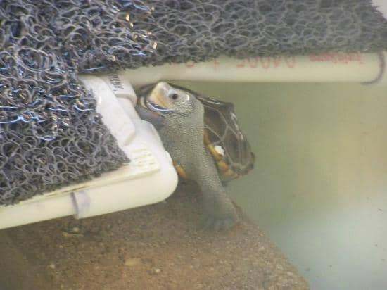 Hatchling Tank