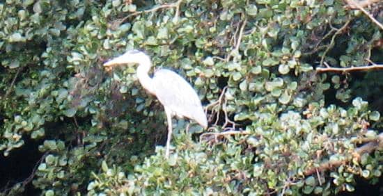 Wildlife Ponds & Otter Spotting