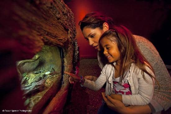 Space Shuttle Endeavour