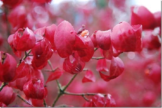 Azalea Way