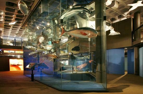 Planetarium Shows