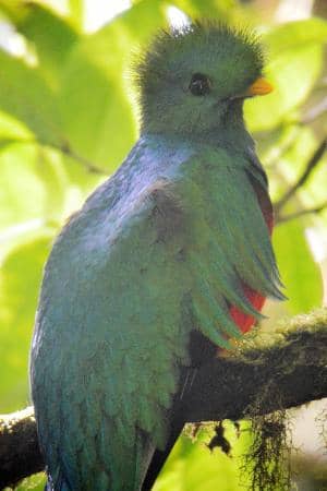 Resplendent Quetzal Spotting