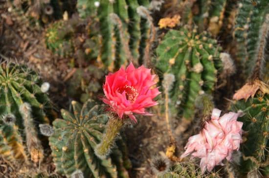 Exotic Succulent Varieties