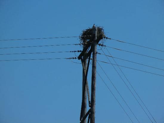 Osprey Nest