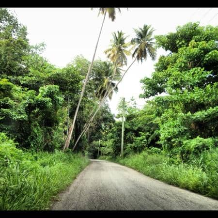 Rainforest Tunnels