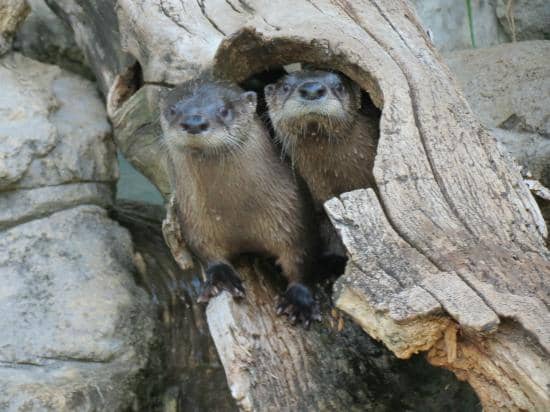 Baby Macaque
