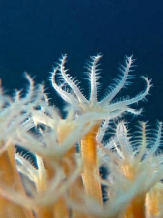 Torpedo Ray Encounters