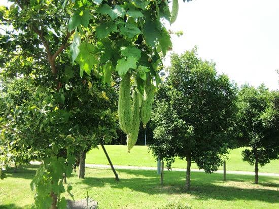 Food & Drink Options