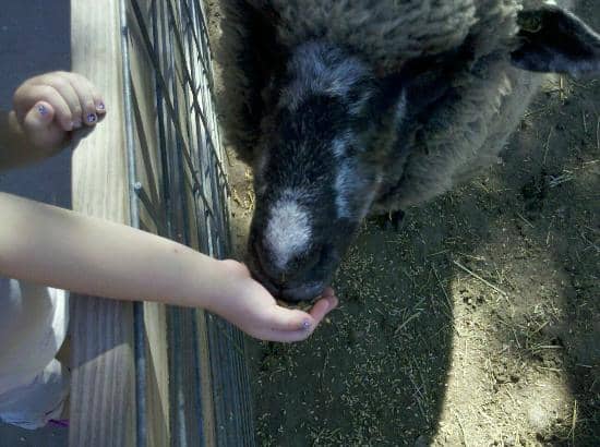 Pony Rides & Hayrides